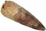 Fossil Spinosaurus Tooth - Real Dinosaur Tooth #311788-1